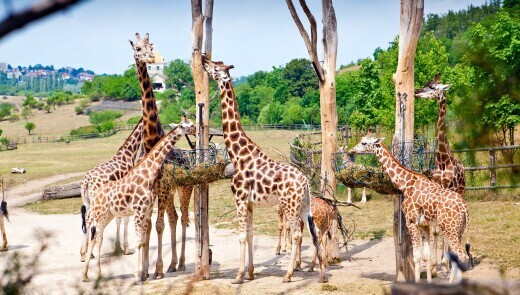 Празький зоопарк оголосив вхід за 1 крону для дітей
