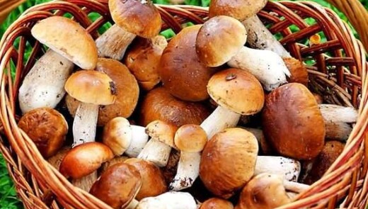 В Чехії розпочався сезон грибів. Де збирати врожаї