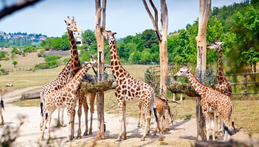 Празький зоопарк оголосив безкоштовний день для дітей